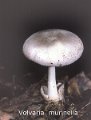 Volvariella murinella-amf1931